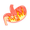 Bienestar y Salud Algas pardas